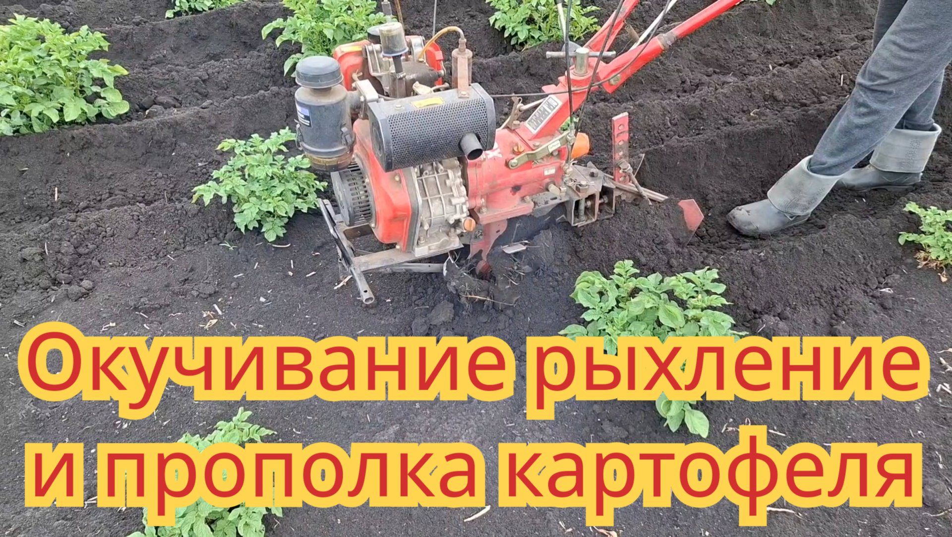 Окучивание, прополка, рыхление мотоблоком картофеля, мотоблоком за один проход. смотреть онлайн