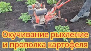 Окучивание, прополка, рыхление мотоблоком картофеля, мотоблоком за один проход.