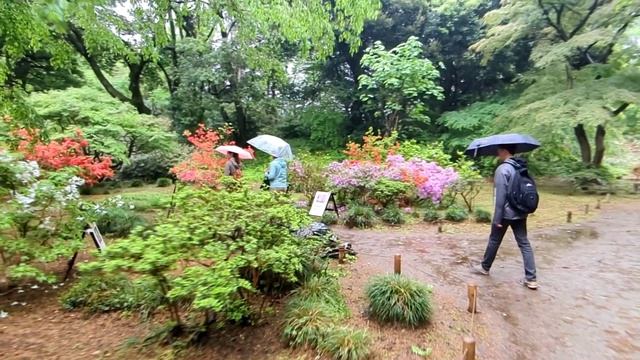 Японскй сад - Rikugien Gardens in Tokyo смотреть онлайн