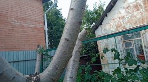 Обрезка черешни китайским мультинабором с известного маркета.