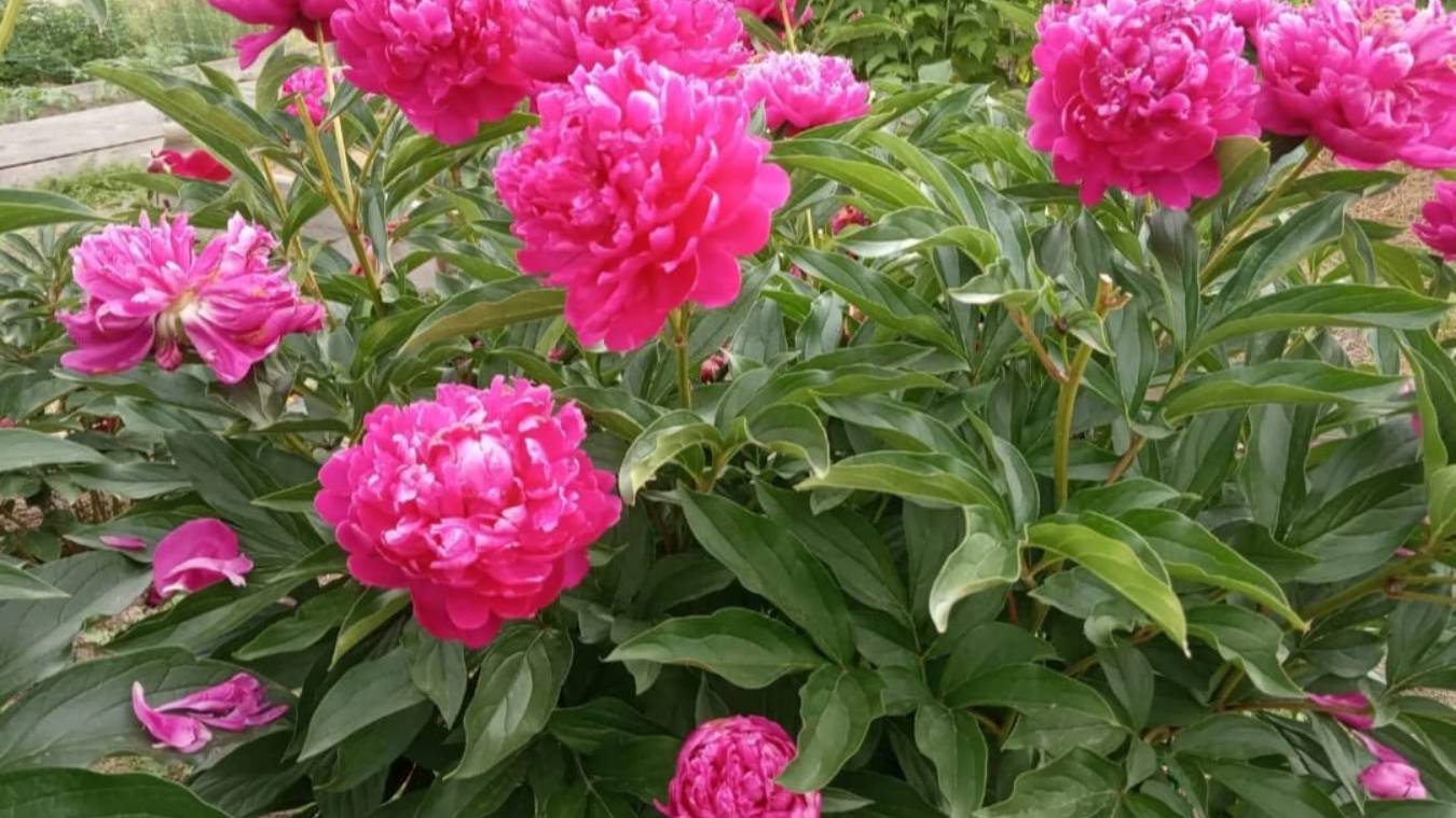 С добрым утром! смотреть онлайн