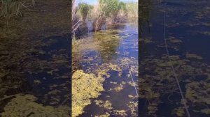 Рыбалка с Рогаткой на Змееголова #рекомендации#рыбалка#рыбалканарогатку#top#fishing