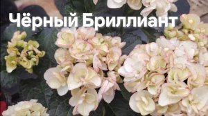 Гортензия крупнолистная серии Черный Бриллиант.
