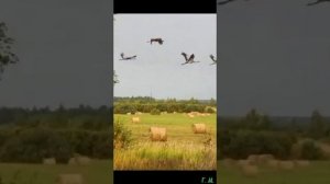 хОЧЕШЬ ДРУГ Я РАССКАЖУ ЧТО ТАКОЕ РОССИЯ. ПЕСНЯ.