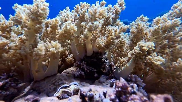 Красивые рыбки под водой в море. Жизнь под водой смотреть онлайн
