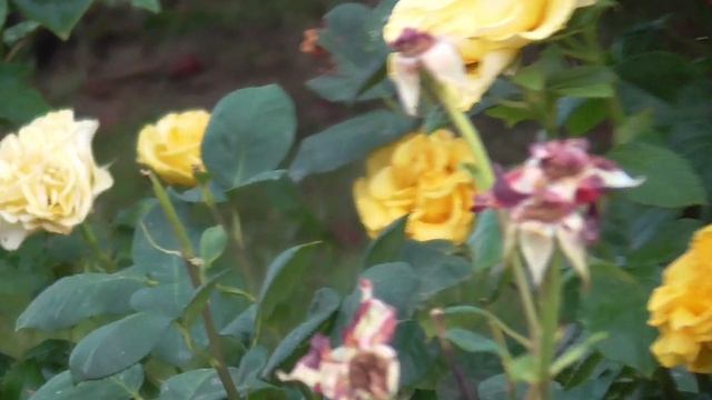 Велопрогулка по Евпатории - полуостров Крым и НЛО.