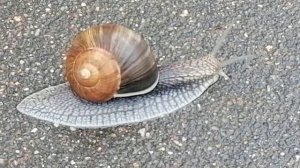 улитоЩка - это скорость, драйв, адреналин!!! :)