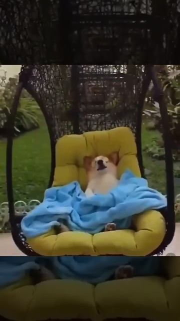 сладких снов и доброй ночи смотреть онлайн