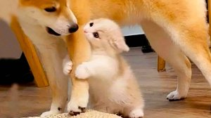 ✅Самые смешные животные ▶ Приколы с котами и собаками🔥