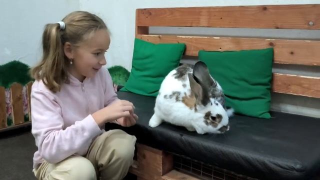 В гостях у кролика смотреть онлайн
