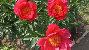 Нежные пионы. Красивая мелодия для души.