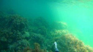 подводная охота Крым