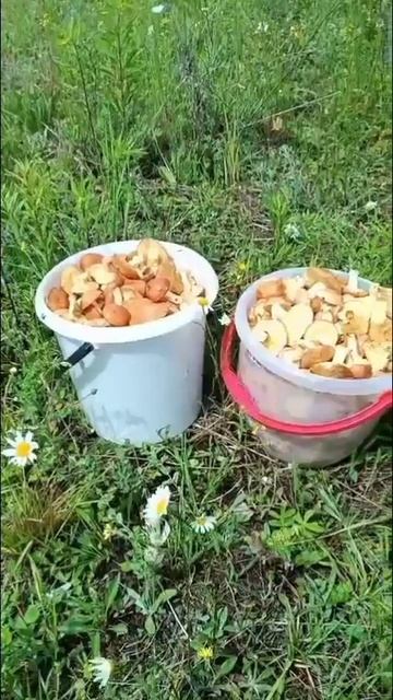 После дождика, в воскресенье!