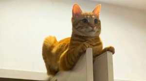 ✅СМЕШНО ДО СЛЁЗ ▶ Смешные моменты с котами🔥