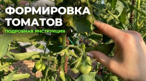 ТОМАТЫ ФОРМИРУЮ только так! Урожай всегда отличный!