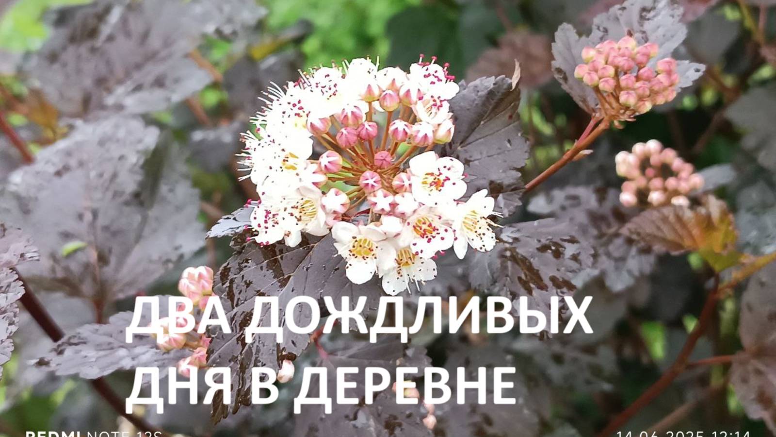 Два дождливых дня в деревне//сажаем кабачки, тыквы и розы//что кладем в лунку. смотреть онлайн