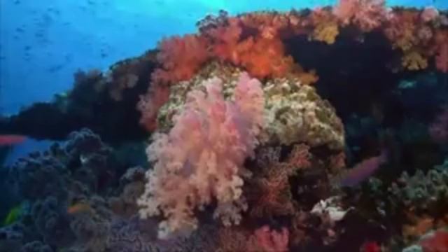 Подводный мир смотреть онлайн