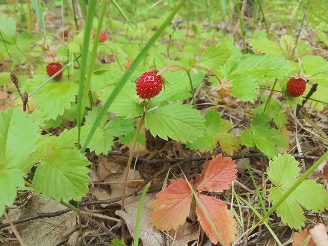 Земляника на даче июнь 2025 смотреть онлайн