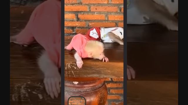 С названным братом не расслабляться. ... 1000013377.mp4 смотреть онлайн