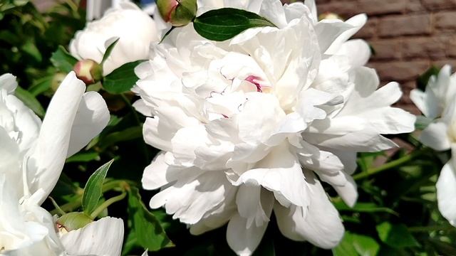 Пион 'Фестива Максима' (Festiva Maxima) в нашем саду 2025 смотреть онлайн