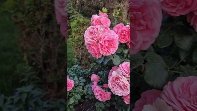 Розы, снова розы