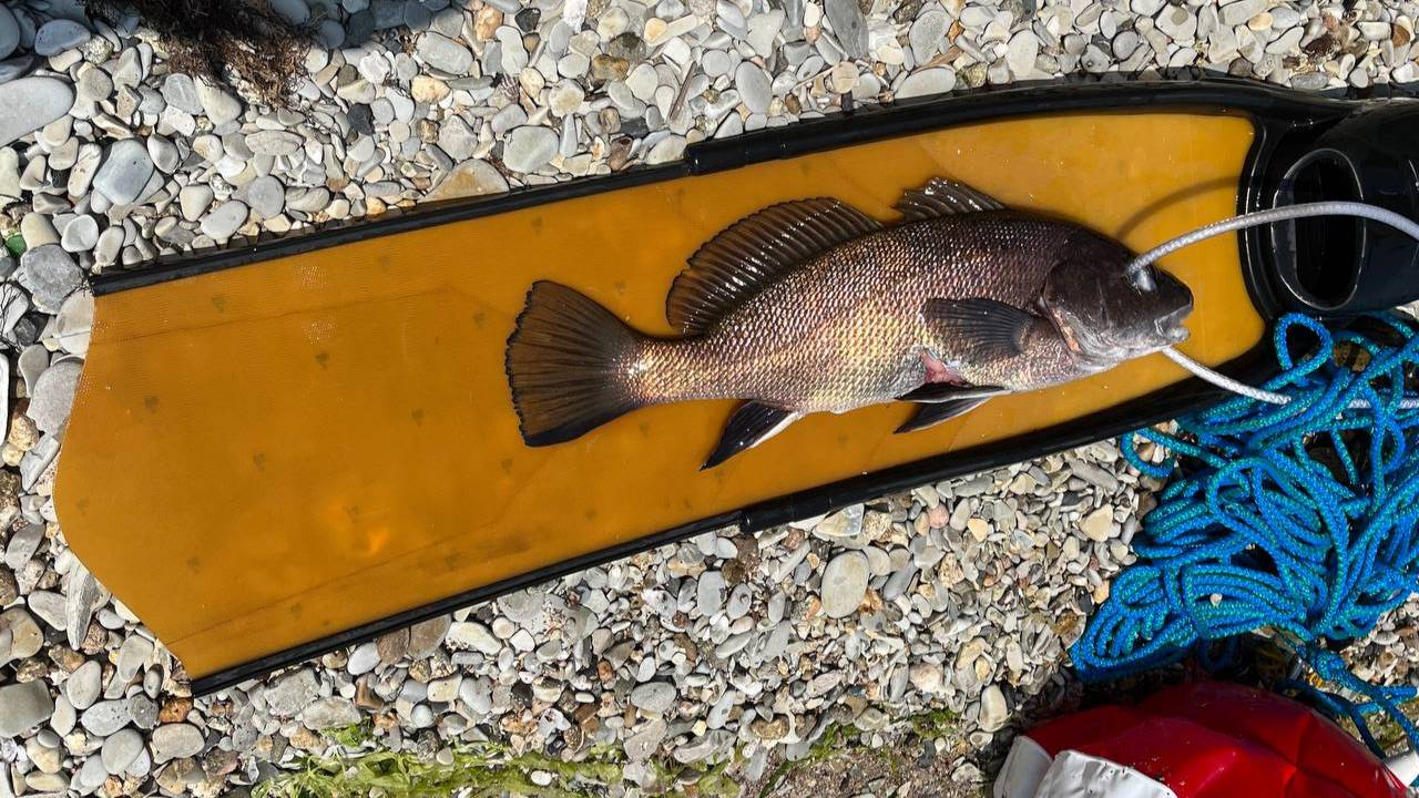Подводная охота Джанхот - горбыль смотреть онлайн