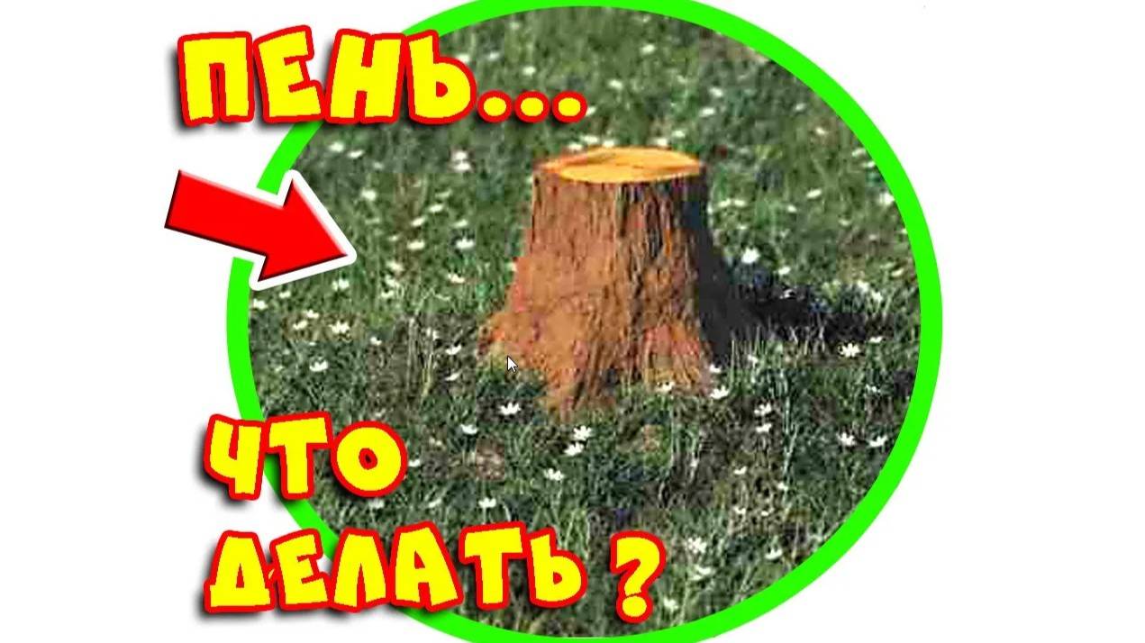 Что лучше ПЕНЬ на садовом участке или новая КЛУМБА?