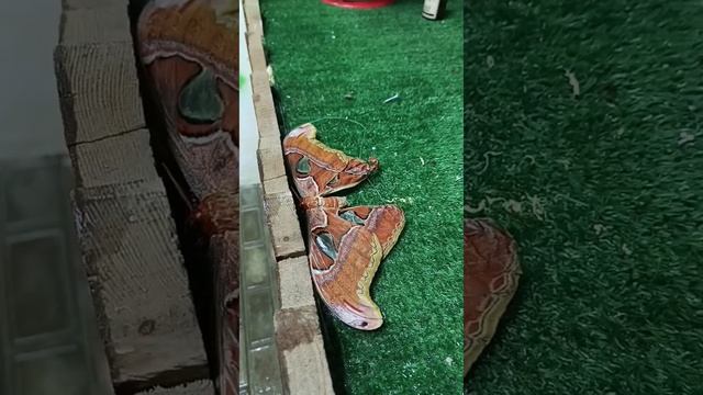 Ферма бабочек смотреть онлайн