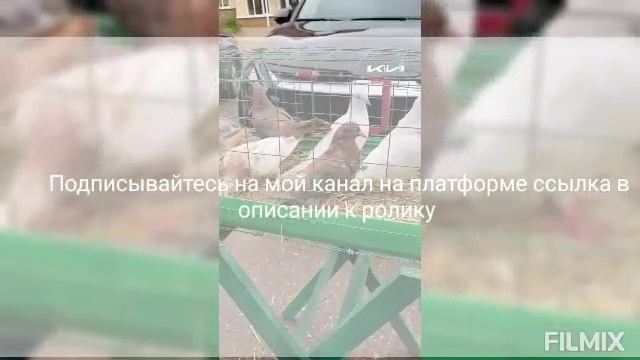 15.06.2025г ярмарка голубей птичий рынок Истра ул. Советская 54