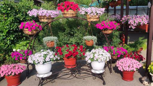 Как вырастить шикарную петунию. Чем подкормить для лучшего роста и цветения Весь мой уход летом. смотреть онлайн