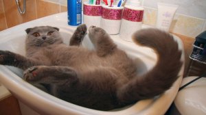 СМЕШНЫЕ ВИДЕОПРИКОЛЫ |Смешные видео с животными| Я РЖАЛ ДО СЛЕЗ|ПОДБОРКА ПРИКОЛОВ