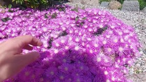 Делосперма Купера.Горная ромашка🌸🌸🌸💗💜