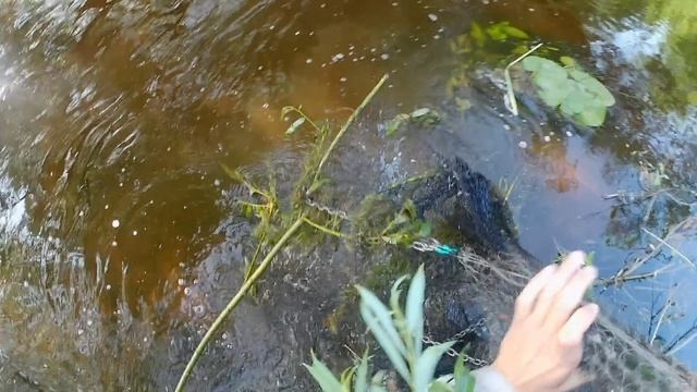 Кастинговая сеть на деревенской речке.