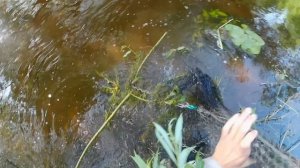 Кастинговая сеть на деревенской речке.