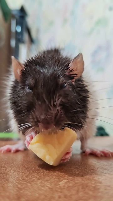 #приятногоаппетита #bonappetit #beautiful #rat смотреть онлайн