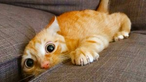 ✅Смешные видео про котов ▶ СМЕШНО ДО СЛЁЗ🔥