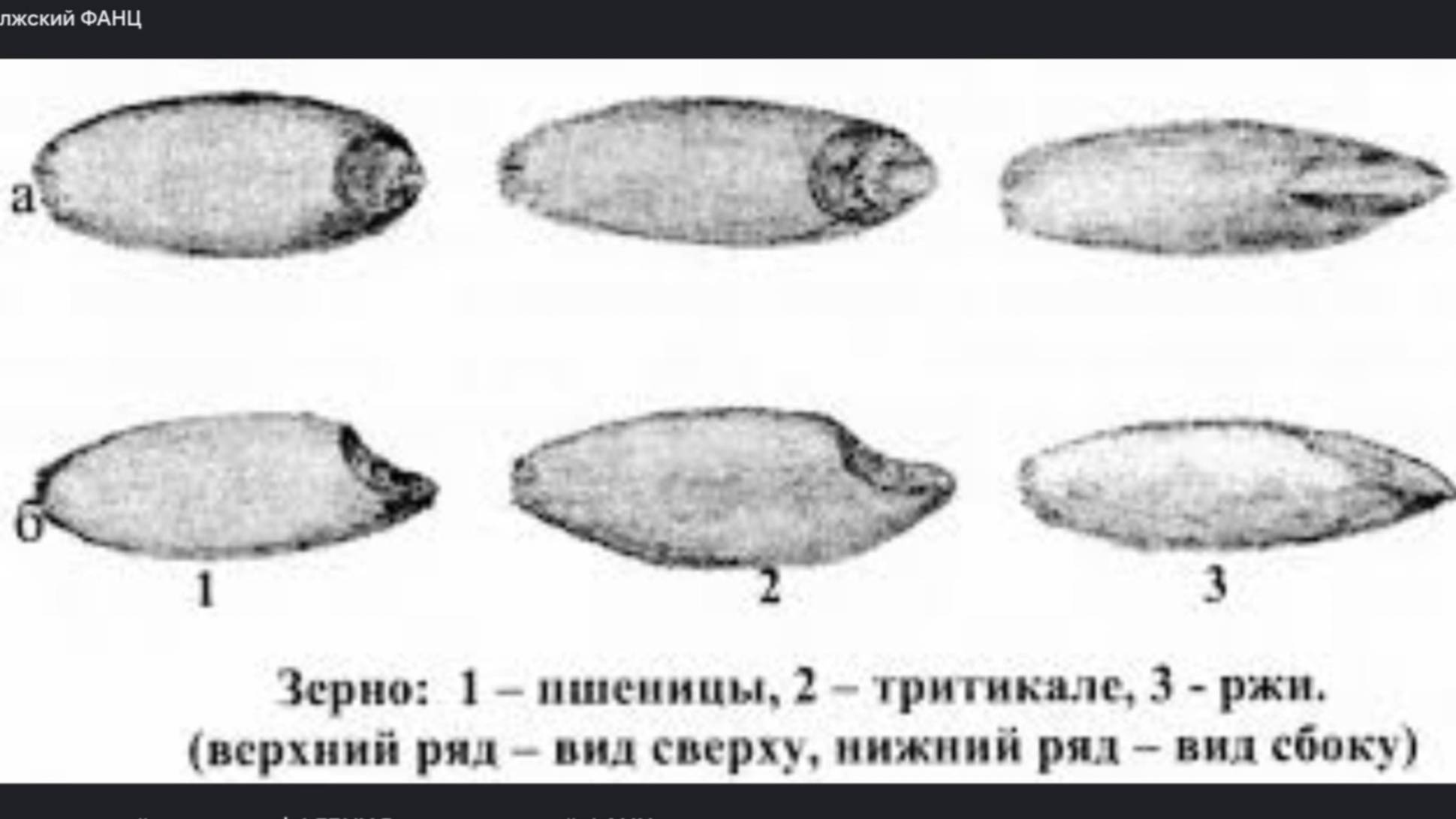 Микрозелень для кутьи 07.01. 2025г смотреть онлайн