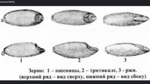 Микрозелень для кутьи 07.01. 2025г