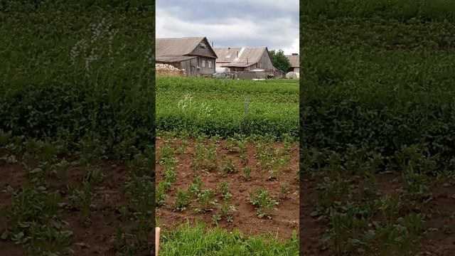 прогулка 2 смотреть онлайн
