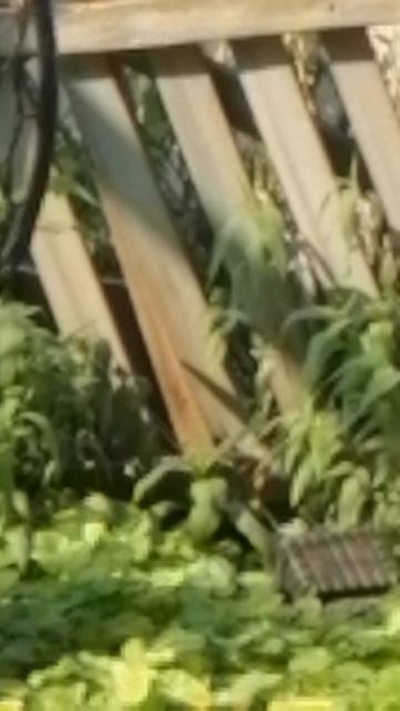 Голубь.. но не узи...