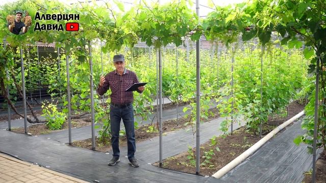 Почему осыпаются соцветия на винограде? Рассказывает Давид Алверцян