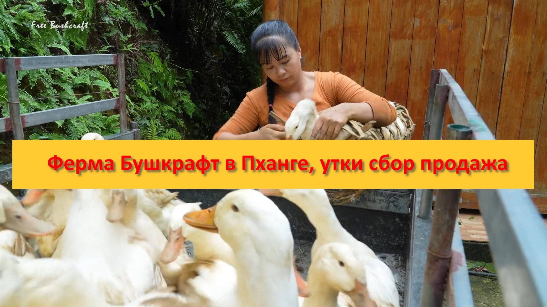 Ферма Бушкрафт в Пханге, утки сбор продажа смотреть онлайн