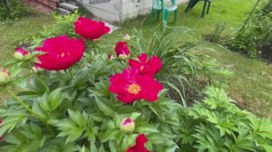 Праздники на даче/ выбрала забор/пионы удивительные 🌺 цветы