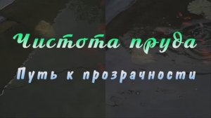 Чистота пруда. Путь к прозрачности