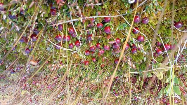 Ягода клюква смотреть онлайн