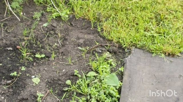 15 июня 2025. Новости дачные смотреть онлайн