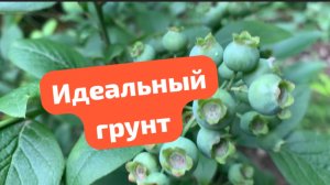 Идеальный грунт для  голубики, кислый рай для вкусных ягод! 🫐
