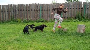 щенки немецкой овчарки