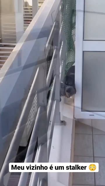 собака сталкер. навязчивый сосед смотреть онлайн