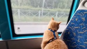 🐱🚍"Безбилетный пассажир или Как проехать зайцем